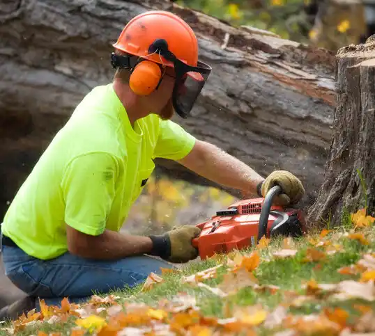 tree services Falmouth